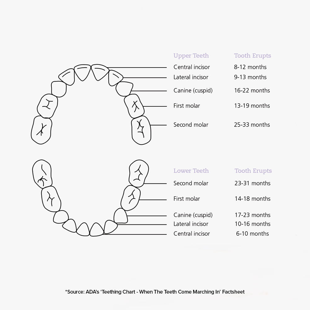 chart of baby's teeth and when they erupt